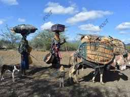 Pastoralists Migration